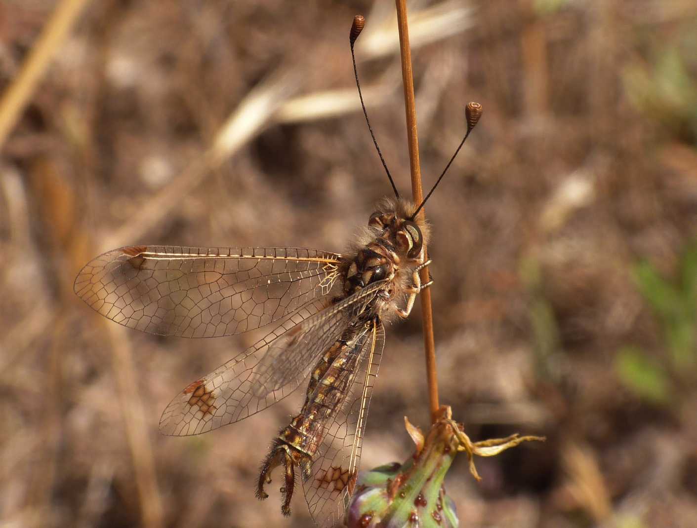 Deleproctophylla australis